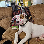 Buster Buck Atwood joined the competition — help win amazing prizes! blanket, brown_patch, collar, couch, cute, dog, fabric_texture, furniture, home_interior, kiss_marks, lipstick_marks, living_room, paw, pet, pitbull, portrait, recliner, relaxed, sofa, white_coat