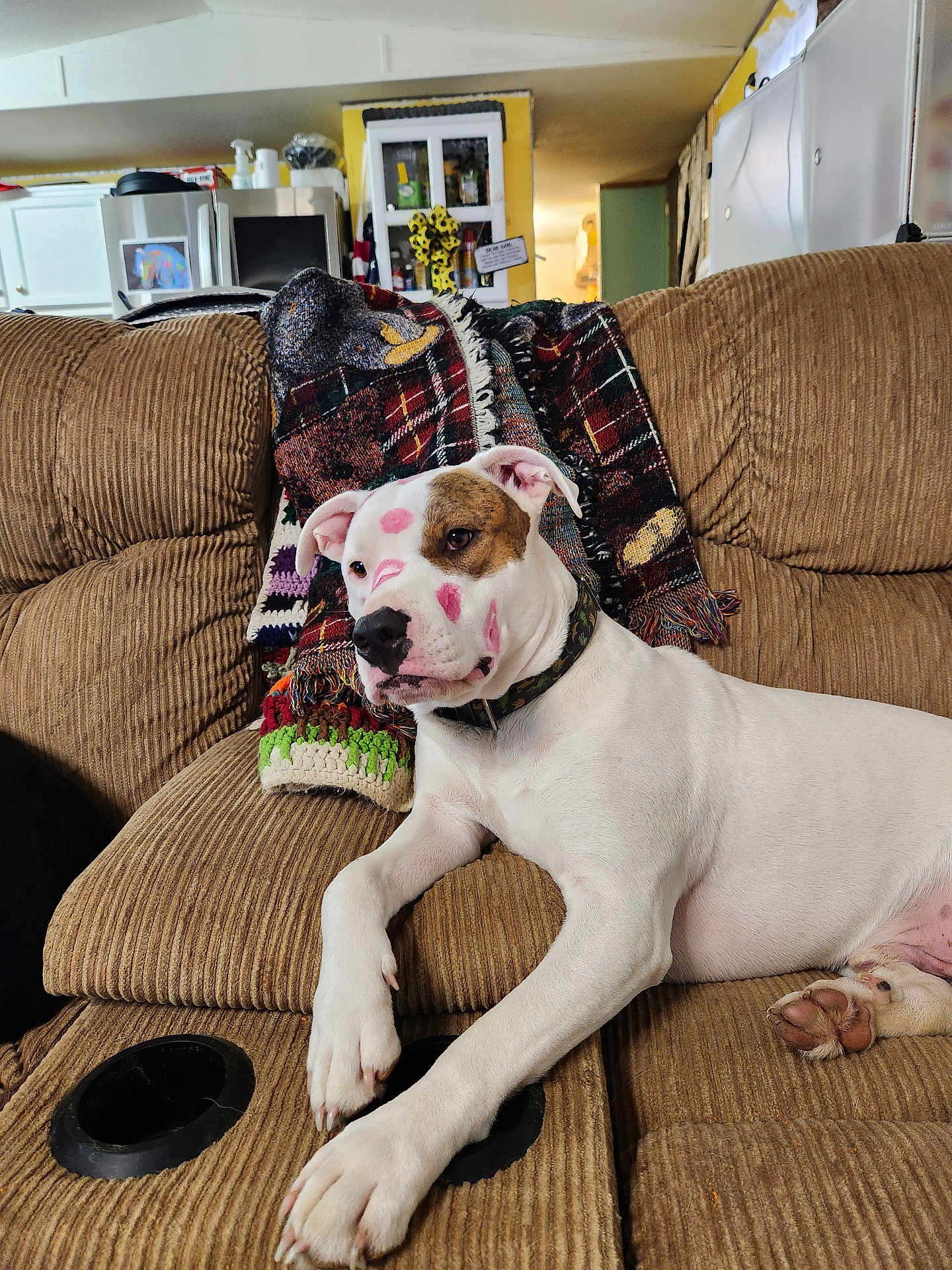 Buster Buck Atwood joined the competition — help win amazing prizes! blanket, brown_patch, collar, couch, cute, dog, fabric_texture, furniture, home_interior, kiss_marks, lipstick_marks, living_room, paw, pet, pitbull, portrait, recliner, relaxed, sofa, white_coat