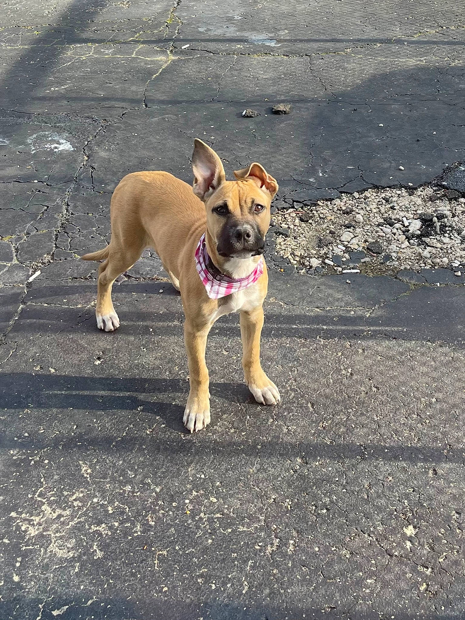 Rosie is registered to the contest to win money with this photo: asphalt, canidae, carnivore, collar, companion_dog, dog, dog_breed, dog_collar, dog_supply, fawn, leash, pet_supply, road, road_surface, snout, soil, sporting_group, tail, tar, working_animal