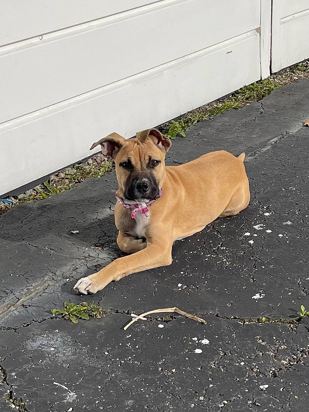 Rosie joined the competition — help win amazing prizes! asphalt, boxer, carnivore, collar, companion_dog, concrete, dog, dog_breed, dog_collar, dog_supply, flooring, guard_dog, molosser, paw, pet_supply, road_surface, sidewalk, tail, working_dog, wrinkle