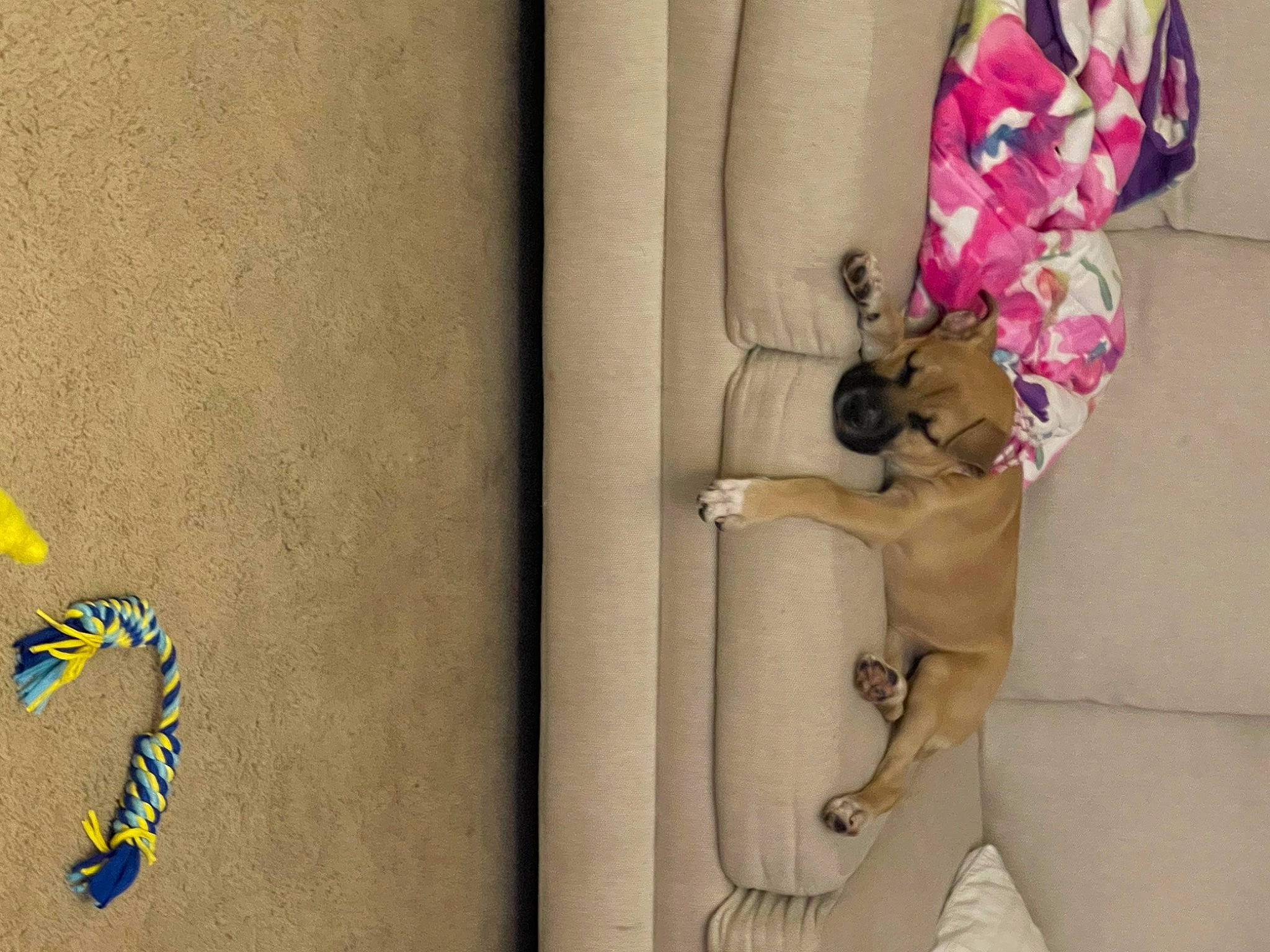 Rosie is registered to the contest to win money with this photo: art, carnivore, comfort, companion_dog, concrete, curtain, dog, dog_breed, door, fawn, font, linens, mammal, plant, symbol, tail, vertebrate, visual_arts, wall, wood