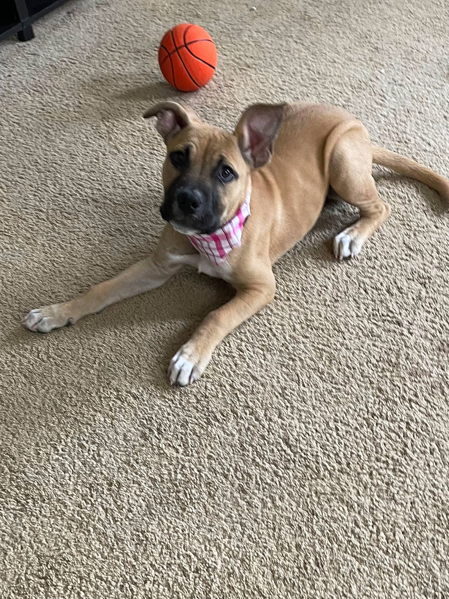 Rosie is registered to the contest to win money with this photo: asphalt, bulldog, canidae, carnivore, collar, companion_dog, dog, dog_breed, dog_collar, dog_supply, fawn, floor, flooring, leash, pet_supply, road_surface, sidewalk, snout, sporting_group, wrinkle