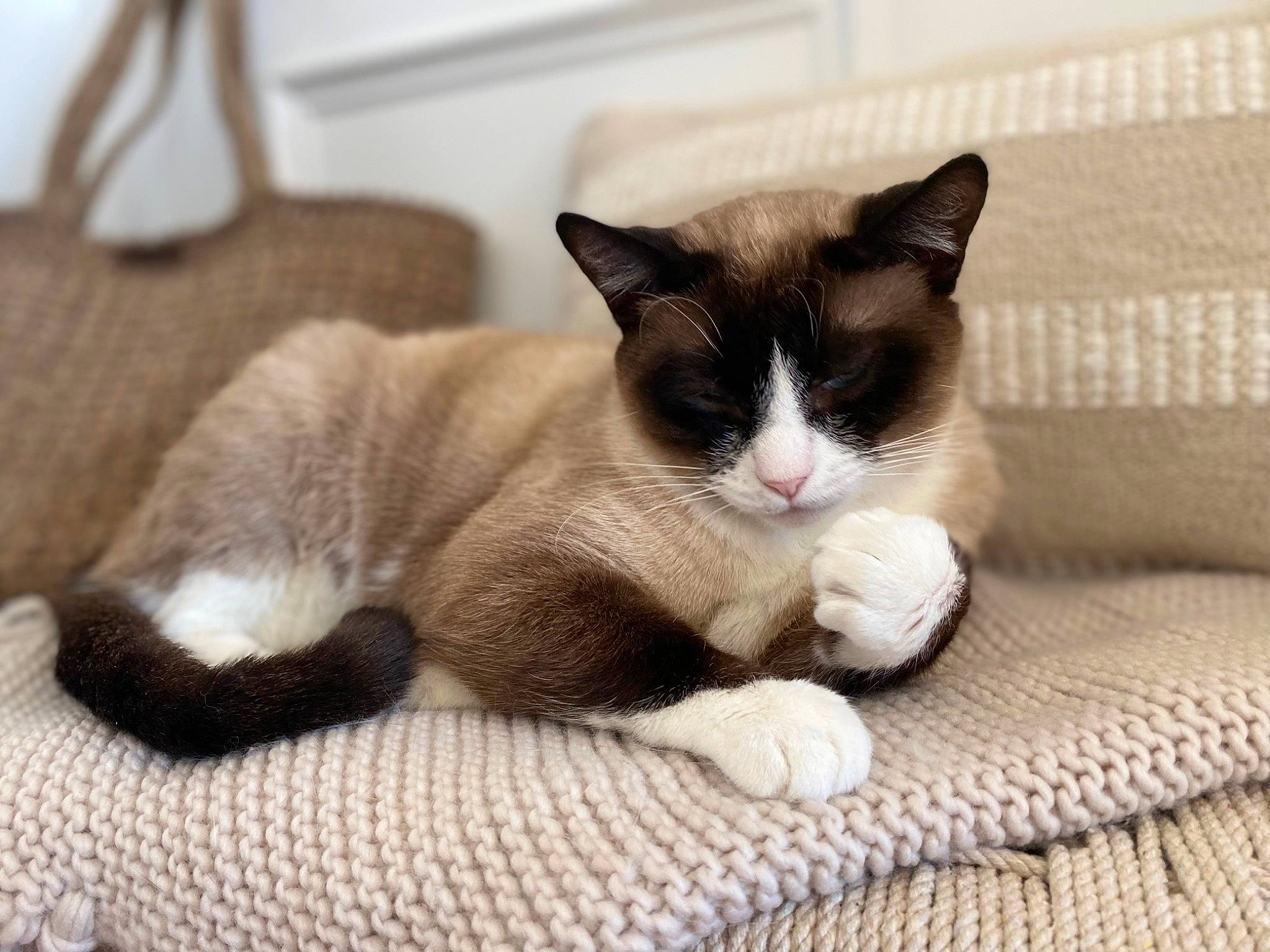 Cola joined the competition — help win amazing prizes! carnivore, cat, claw, comfort, domestic_short_haired_cat, felidae, foot, fur, grey, nap, paw, small_to_medium_sized_cats, tail, whiskers