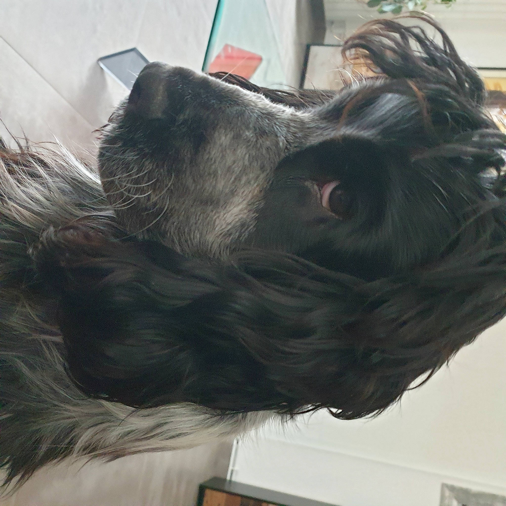 Pedro participe au concours pour gagner de l'argent avec cette photo : art, bovine, bronze_sculpture, canidae, carnivore, companion_dog, dog_breed, fur, horn, liver, metal, sculpture, snout, sporting_group, statue, tail, terrestrial_animal, wing, working_animal, wrinkle