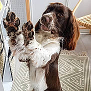 Vazen a rejoint le concours — aidez-le/la à gagner de superbes lots ! dog, pet, indoor, brown_and_white, raised_paws, carpet, chair, animal, fur, cute, domestic, canine, playful, looking_up, ears, whiskers, floor, home, furniture, friendly