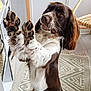 dog, pet, indoor, brown_and_white, raised_paws, carpet, chair, animal, fur, cute, domestic, canine, playful, looking_up, ears, whiskers, floor, home, furniture, friendly