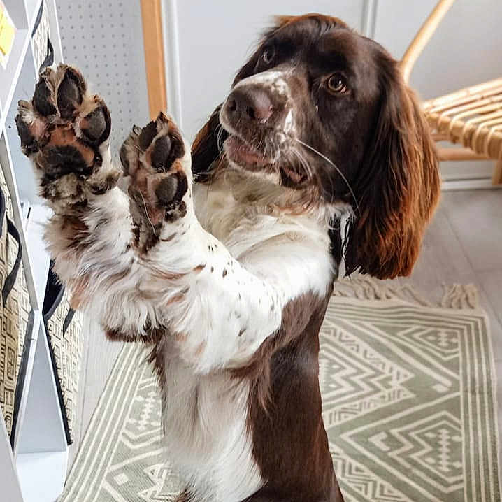 Vazen a rejoint le concours — aidez-le/la à gagner de superbes lots ! animal, brown_and_white, canine, carpet, chair, cute, dog, domestic, ears, floor, friendly, fur, furniture, home, indoor, looking_up, pet, playful, raised_paws, whiskers