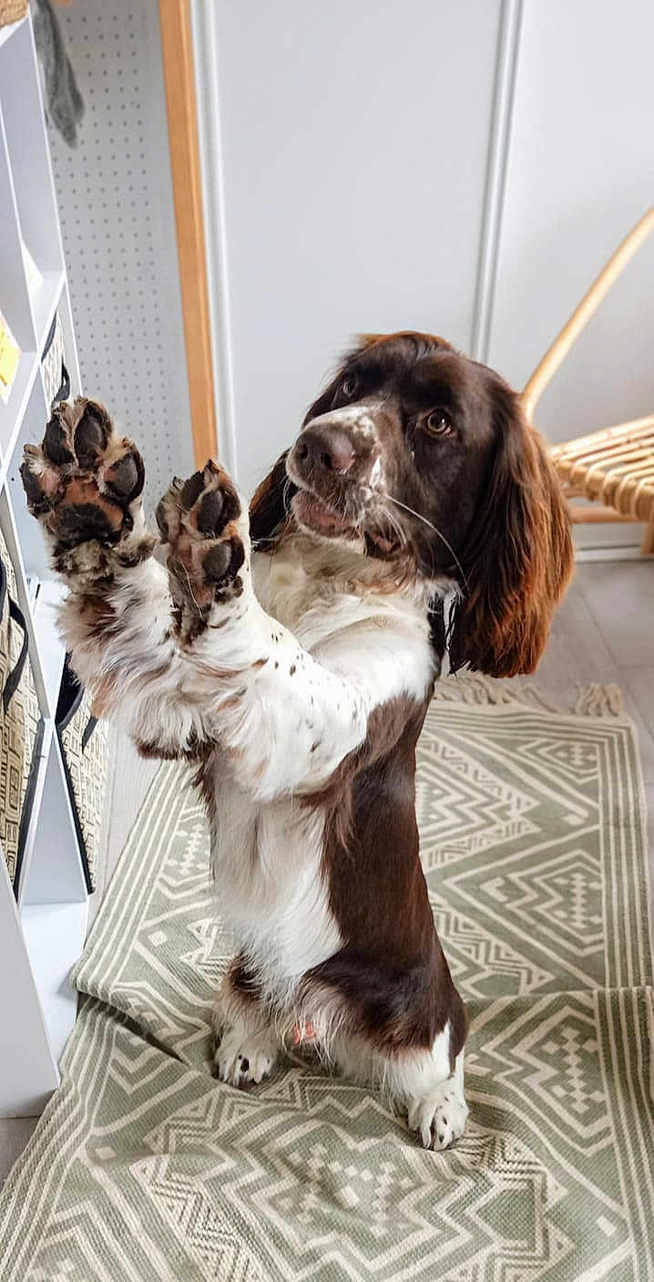 Vazen a rejoint le concours — aidez-le/la à gagner de superbes lots ! dog, pet, indoor, brown_and_white, raised_paws, carpet, chair, animal, fur, cute, domestic, canine, playful, looking_up, ears, whiskers, floor, home, furniture, friendly