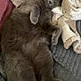 cat, sleeping, gray_cat, fluffy, cozy, blanket, indoor, relaxed, pet, fur, paw, resting, cute, animal, mammal, whiskers, closed_eyes, comfort, soft, cushion