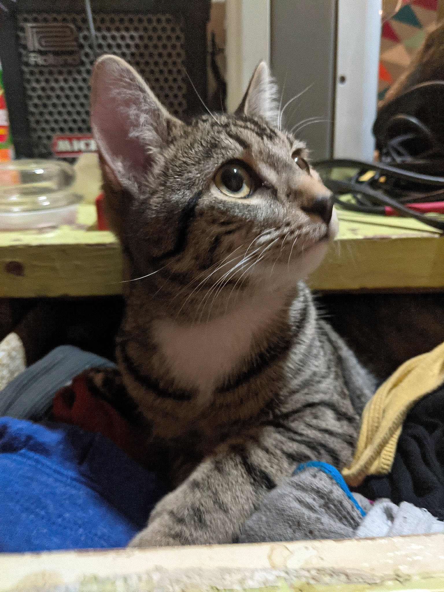 Little Homie joined the competition — help win amazing prizes! carnivore, cat, cat_supply, claw, comfort, domestic_short_haired_cat, felidae, fur, paw, sitting, small_to_medium_sized_cats, snout, terrestrial_animal, whiskers, window