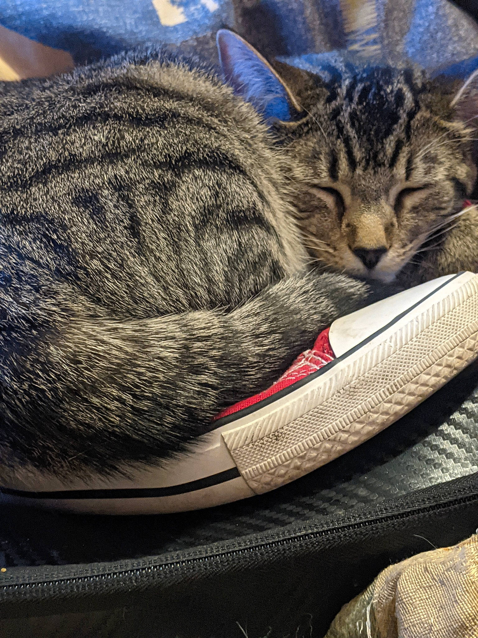 Little Homie joined the competition — help win amazing prizes! carnivore, cat, claw, comfort, domestic_short_haired_cat, felidae, fur, grass, nap, pattern, paw, sleep, small_to_medium_sized_cats, snout, tail, terrestrial_animal, whiskers, wildlife