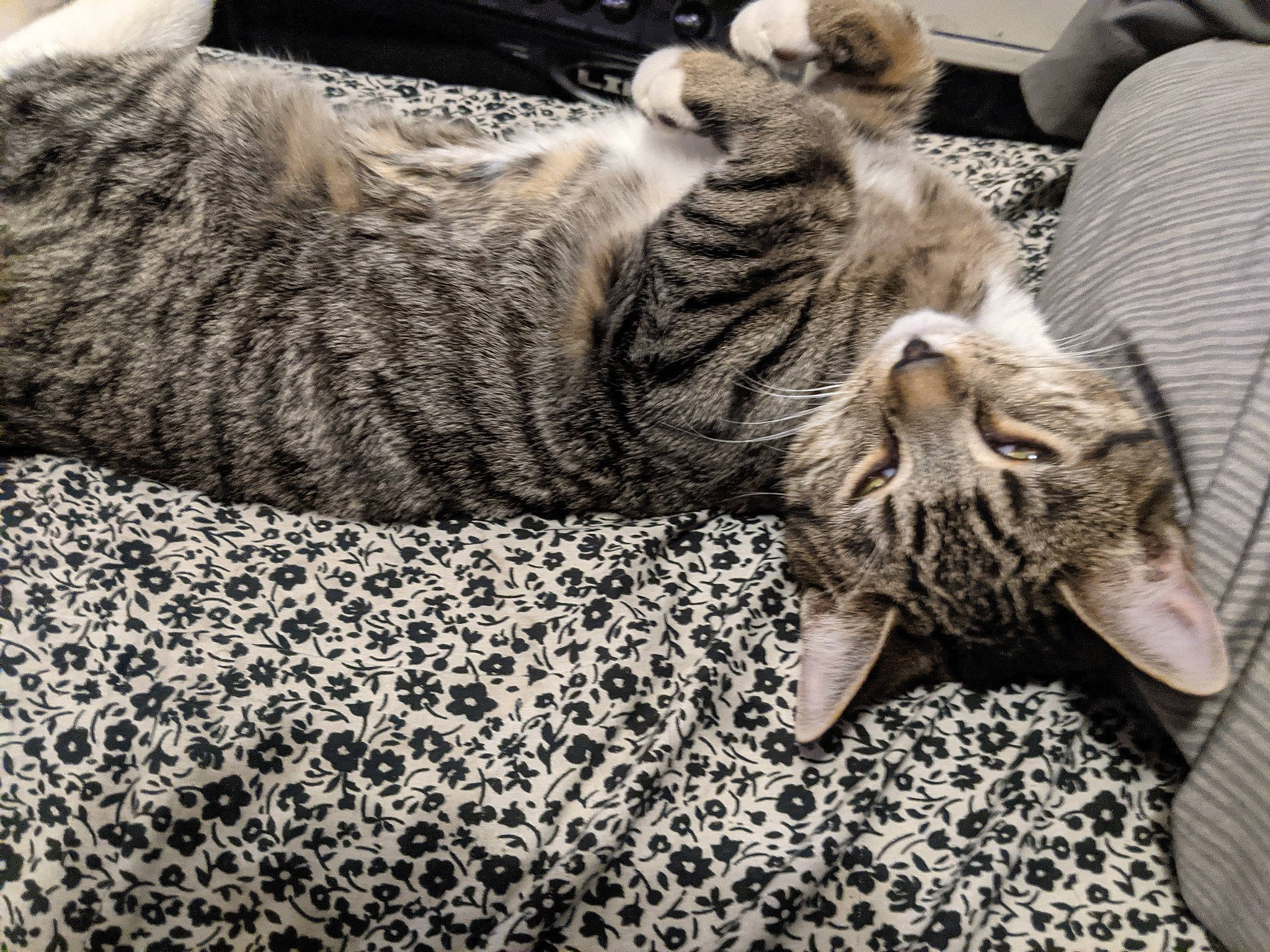 Little Homie is registered to the contest to win money with this photo: carnivore, cat, claw, comfort, domestic_short_haired_cat, felidae, fur, grey, nap, pattern, paw, small_to_medium_sized_cats, snout, tail, terrestrial_animal, whiskers, wildlife