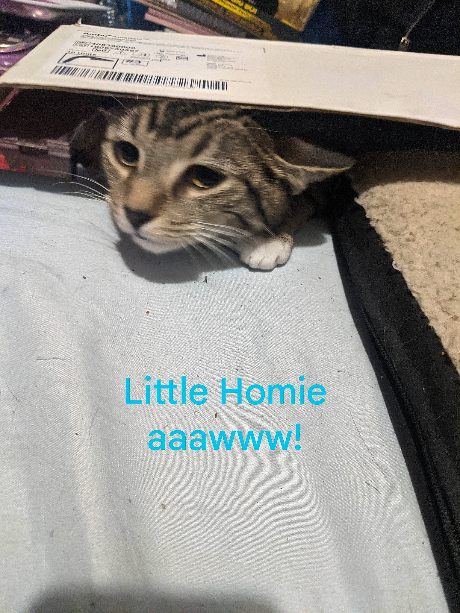 Little Homie joined the competition — help win amazing prizes! carnivore, cat, domestic_short_haired_cat, electric_blue, felidae, font, fur, grey, mammal, paw, photo_caption, sleeve, small_to_medium_sized_cats, sportswear, t_shirt, tail, tree, vertebrate, whiskers, wood