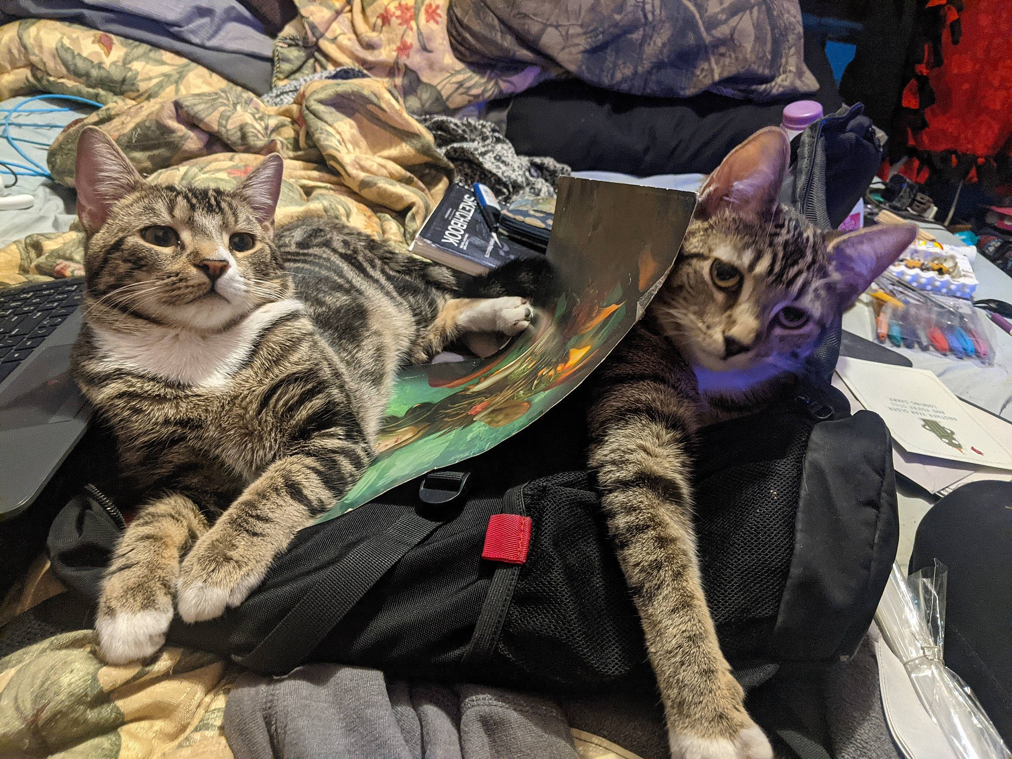 Little Homie is registered to the contest to win money with this photo: bag, carnivore, cat, comfort, domestic_short_haired_cat, eyewear, felidae, fur, lap, linens, luggage_and_bags, paw, sitting, small_to_medium_sized_cats, whiskers