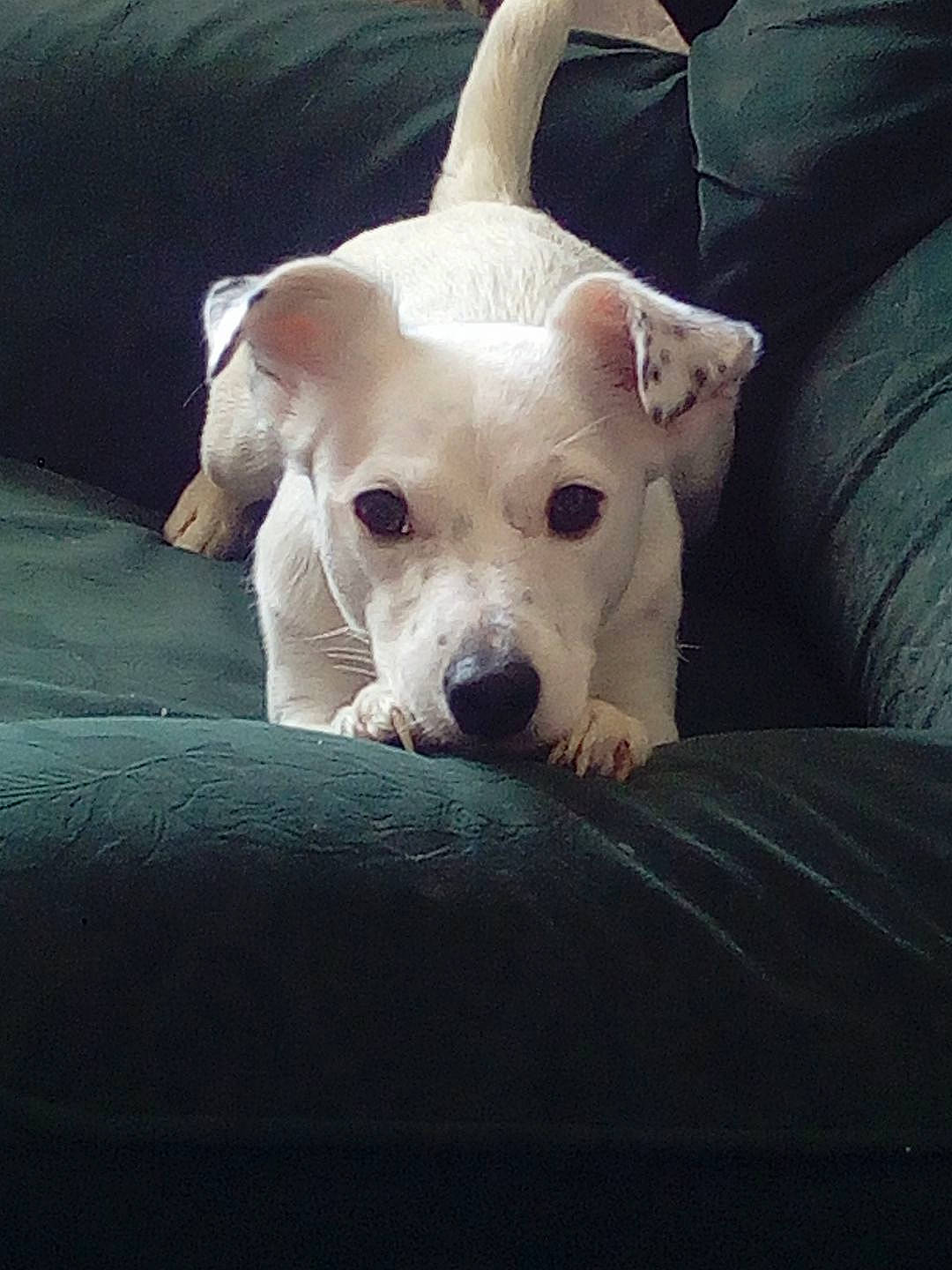 Dalia participe au concours pour gagner de l'argent avec cette photo : canidae, carnivore, companion_dog, dog, dog_breed, dogo_argentino, ear, mammal, non_sporting_group, puppy, puppy_love, rare_breed_dog, snout, sporting_group, street_dog, tail, vertebrate