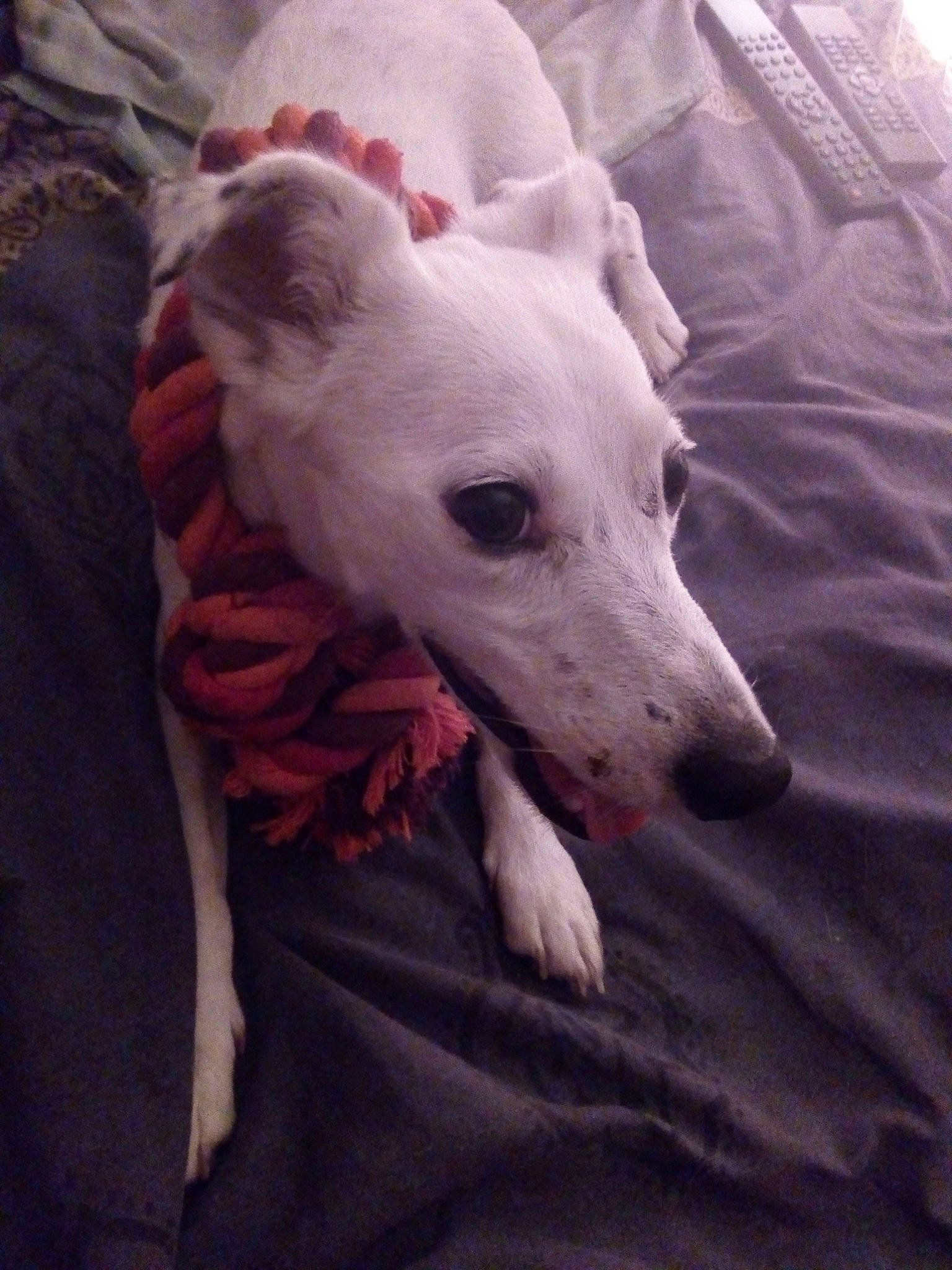 Dalia a rejoint le concours — aidez-le/la à gagner de superbes lots ! canidae, carnivore, chippiparai, dog, dog_breed, galgo_espanol, greyhound, ibizan_hound, italian_greyhound, lurcher, magyar_agar, mammal, mudhol_hound, non_sporting_group, rampur_greyhound, rare_breed_dog, sighthound, snout, vertebrate, whippet