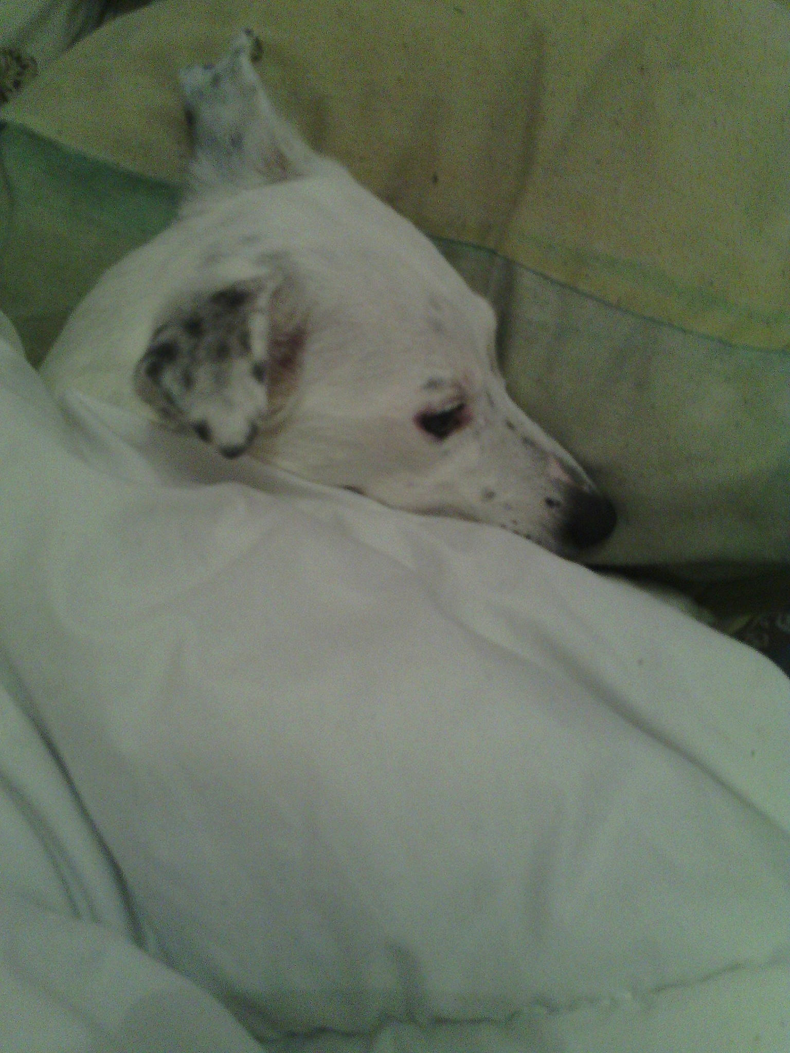 Dalia participe au concours pour gagner de l'argent avec cette photo : canidae, carnivore, companion_dog, dog, dog_breed, dogo_argentino, dogo_guatemalteco, non_sporting_group, puppy