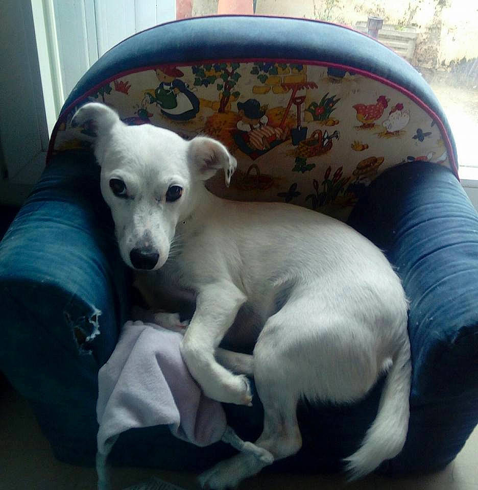 Dalia a rejoint le concours — aidez-le/la à gagner de superbes lots ! canidae, carnivore, companion_dog, dog, dog_breed, mammal, non_sporting_group, puppy, rare_breed_dog, vertebrate, whippet