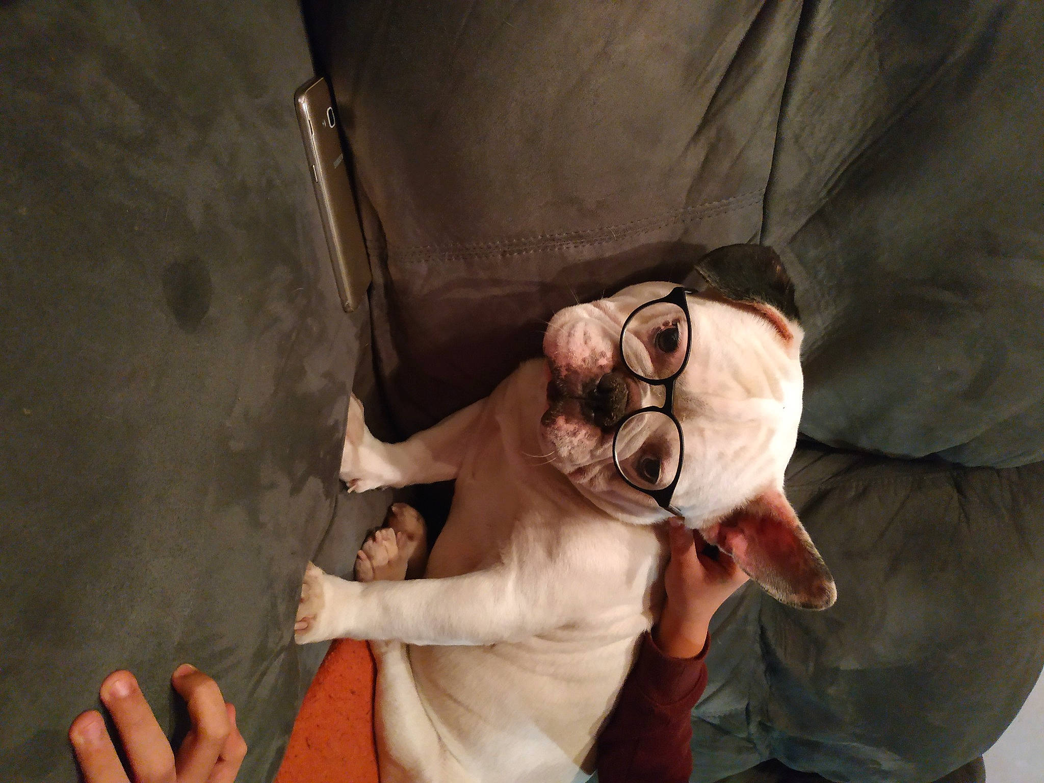 Nuts participe au concours pour gagner de l'argent avec cette photo : arm, carnivore, chest, dog, elbow, eyewear, finger, flash_photography, gesture, glasses, hand, head, human_body, knee, leg, mouth, shoulder, sunglasses, trunk, vision_care