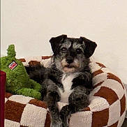 Ruby is registered to the contest to win money with this photo: bed, blanket, brown_white, checkered, collar, cozy, cute, dog, dog_bed, ears, fur, indoor, looking_at_camera, muzzle, paws, pet, plush_toy, resting, toy, wall