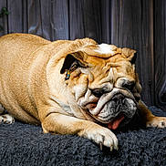 Olymph a rejoint le concours — aidez-le/la à gagner de superbes lots ! dog, bulldog, canine, pet, animal, wrinkled_face, short_muzzle, tongue, lying_down, resting, tan_fur, white_markings, paws, claws, collar, fuzzy_blanket, wooden_background, indoor, portrait, sleepy