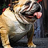 Olymph a rejoint le concours — aidez-le/la à gagner de superbes lots ! bulldog, dog, pet, animal, portrait, sitting, tongue, wrinkles, wrinkled_face, happy, open_mouth, collar, fawn_coat, short_hair, floppy_ears, roses, flowers, wooden_background, indoor, carpet