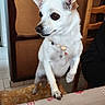 dog, small_dog, white_dog, chihuahua, pet, animal, portrait, indoors, seated, standing, jumping, large_ears, brown_eyes, collar, beads, table, tablecloth, chair, home, kitchen