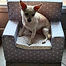 dog, chihuahua, small_dog, pet, animal, sitting, chair, armchair, star_pattern, indoors, window, backlighting, white_fur, pointed_ears, dark_eyes, portrait, home, furniture, tile_floor, cute
