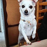 Maya participe au concours pour gagner de l'argent avec cette photo : dog, white_dog, small_dog, standing, upright, portrait, collar, beads, indoors, wooden_chair, table, tablecloth, home, brown_background, pointed_ears, dark_eyes, black_nose, cute, funny_pose, pet