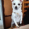 dog, white_dog, small_dog, standing, upright, portrait, collar, beads, indoors, wooden_chair, table, tablecloth, home, brown_background, pointed_ears, dark_eyes, black_nose, cute, funny_pose, pet