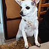 dog, white_dog, small_dog, chihuahua, pet, animal, sitting, portrait, indoors, wooden_chair, table, tablecloth, collar, beaded_collar, large_ears, dark_eyes, side_profile, white_fur, home, dining_area