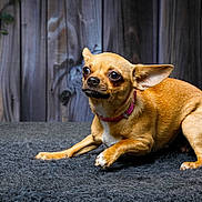 Chanel a rejoint le concours — aidez-le/la à gagner de superbes lots ! dog, chihuahua, small_dog, tan_coat, portrait, pet, animal, sitting, lying_down, pink_collar, wide_eyes, pointed_ears, short_hair, white_chest, outdoor, wooden_fence, blanket, rustic, close_up, alert