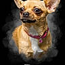 Chanel a rejoint le concours — aidez-le/la à gagner de superbes lots ! chihuahua, dog, pet, portrait, digital_art, illustration, tan_fur, large_ears, brown_eyes, collar, heart_charm, smoke, black_background, centered, closeup, animal, canine, stylized, name_text, ornamental