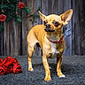 Chanel participe au concours pour gagner de l'argent avec cette photo : dog, chihuahua, small_dog, tan_fur, standing, portrait, pet, animal, collar, pink_collar, roses, red_flowers, flower_arrangement, wooden_fence, outdoor, garden, rustic, closeup, alert, photography