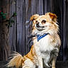 Trésor participe au concours pour gagner de l'argent avec cette photo : dog, small_dog, long_hair, fluffy, tan_and_white, blue_bandana, bandana, sitting, portrait, pet, animal, face, eyes, ears, tail, fur, outdoor, wooden_fence, rustic, cute