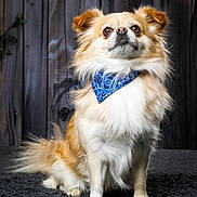 Trésor participe au concours pour gagner de l'argent avec cette photo : dog, small_dog, fluffy, long_hair, white_fur, tan_fur, blue_bandana, pet, portrait, sitting, outdoor, wooden_fence, backyard, rug, canine, companion_animal, focused, serious_expression, full_body, photography