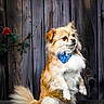 Trésor participe au concours pour gagner de l'argent avec cette photo : dog, small_dog, fluffy, long_hair, tan_and_white, bandana, blue_bandana, sitting, upright_pose, side_eye, portrait, pet, animal, fur, tail, wooden_background, rustic, flowers, outdoor, adorable