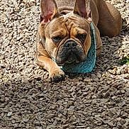 Alto participe au concours pour gagner de l'argent avec cette photo : dog, french_bulldog, bandana, outdoor, rocks, sunlight, pet, animal, brown_dog, lying_down, grass, nature, closeup, portrait, canine, daylight, resting, cute, ears_up, watchful
