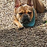 animal, bandana, brown_dog, canine, closeup, cute, daylight, dog, ears_up, french_bulldog, grass, lying_down, nature, outdoor, pet, portrait, resting, rocks, sunlight, watchful