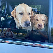 Cash And June Carter joined the competition — help win amazing prizes! dog, golden_retriever, car, window, reflection, outdoor, pets, animal, canine, vehicle, fur, face, looking, companion, nature, daytime, park, collar, two_animals, closeup
