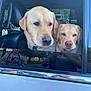 dog, golden_retriever, car, window, reflection, outdoor, pets, animal, canine, vehicle, fur, face, looking, companion, nature, daytime, park, collar, two_animals, closeup