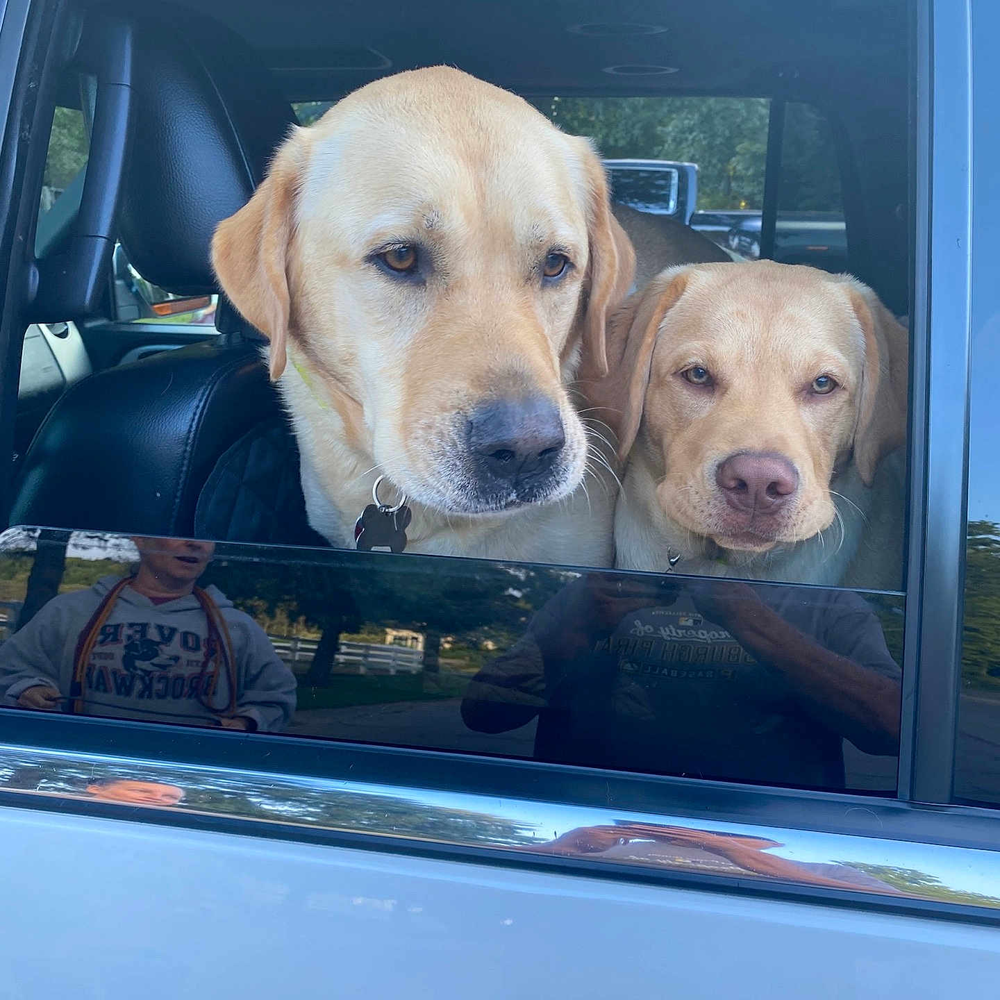 Cash And June Carter joined the competition — help win amazing prizes! animal, canine, car, closeup, collar, companion, daytime, dog, face, fur, golden_retriever, looking, nature, outdoor, park, pets, reflection, two_animals, vehicle, window