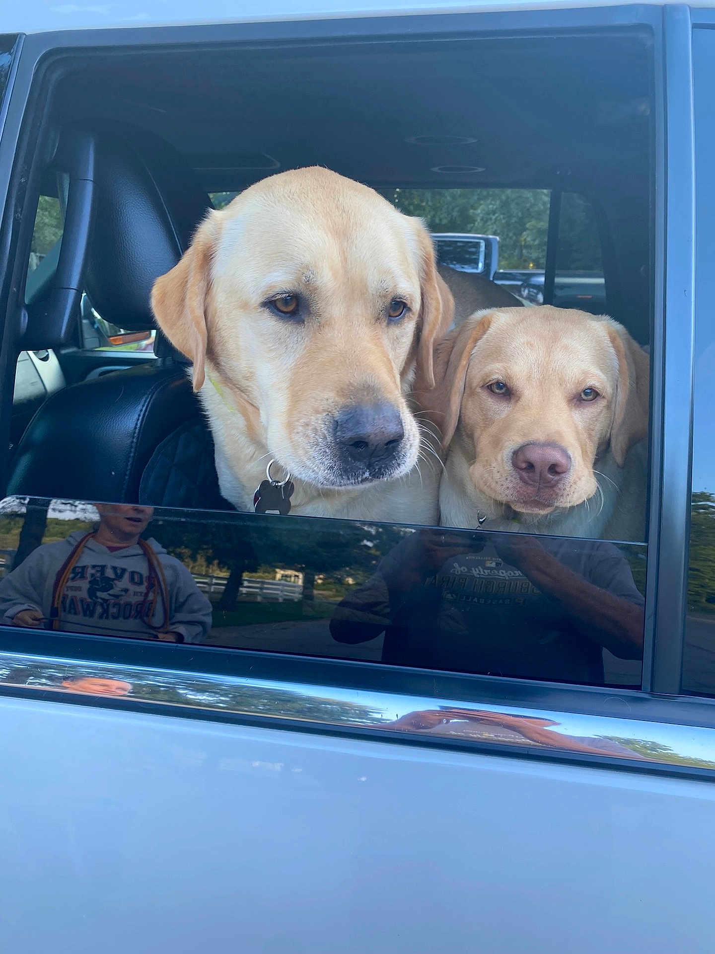 Cash And June Carter joined the competition — help win amazing prizes! dog, golden_retriever, car, window, reflection, outdoor, pets, animal, canine, vehicle, fur, face, looking, companion, nature, daytime, park, collar, two_animals, closeup