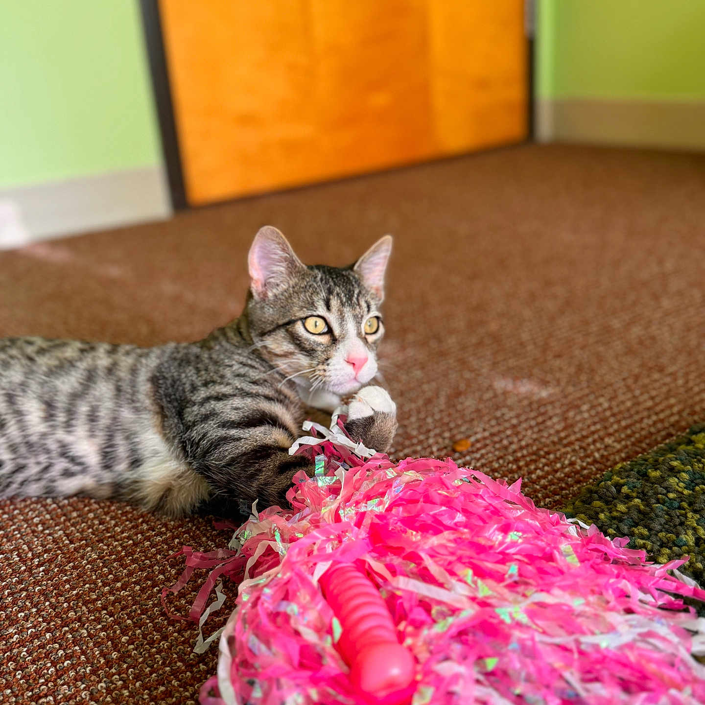 Tiger is registered to the contest to win money with this photo: abyssinian, accessories, animal, cat, couch, cream, dessert, featherboa, flower, flowerarrangement, food, furniture, hardwood, icing, kitten, manx, pet, plant, purple, wood