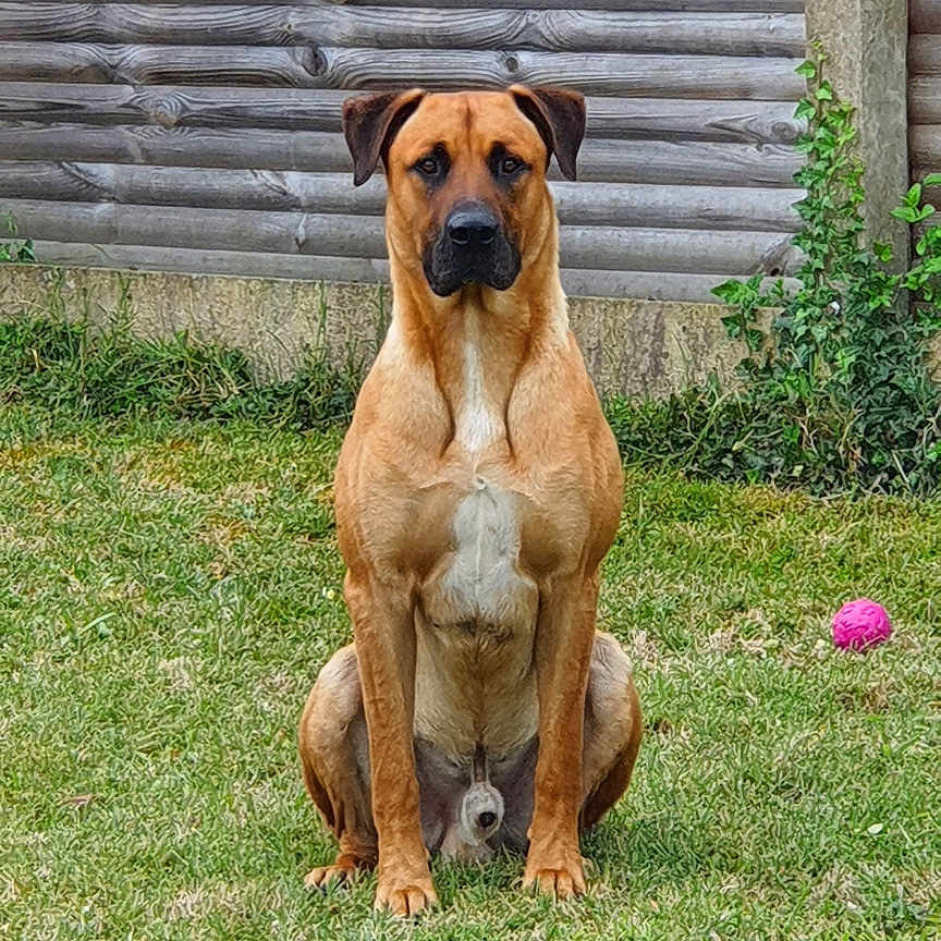 Stan participe au concours pour gagner de l'argent avec cette photo : alert, animal, ball, brown_dog, canine, collar_absent, daytime, dog, ears, fence, fur, garden, grass, lawn, nature, outdoor, pet, playing, sitting, wood