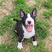 Bogart is registered to the contest to win money with this photo: animal, ball, bostonbull, bulldog, canine, dog, field, football, grass, grassland, lawn, outdoors, pet, plant, puppy, soccer, soccerball, sport, tennis, tennisball