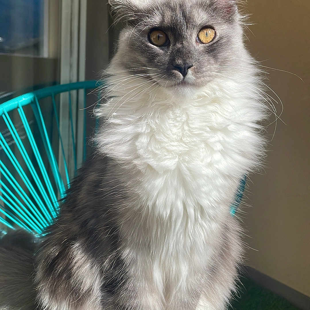 Vaïana a rejoint le concours — aidez-le/la à gagner de superbes lots ! abyssinian, alloywheel, angora, animal, basket, car, carwheel, cat, chair, furniture, grass, kitten, machine, manx, pet, plant, siamese, spoke, tire, wood