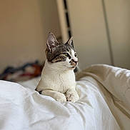 Perle participe au concours pour gagner de l'argent avec cette photo : cat, tabby, white_fur, pet, animal, portrait, bed, bedding, bedroom, indoors, sitting, alert, green_eyes, whiskers, ears, paws, short_hair, cozy, warm_lighting, domestic_animal