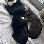 Shanks a rejoint le concours — aidez-le/la à gagner de superbes lots ! animal, bed, black_and_white_cat, cat, companion, cozy, cute, domestic_cat, fur, gray_cat, indoor, nap, paw, pet, relaxed, resting, sleeping, two_cats, white_bedspread, window
