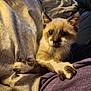 animal, blanket, cat, clinging, cozy, curious, cute, domestic, feline, fur, furry, indoor, kitten, paws, pet, purple_cloth, resting, soft, warm, young